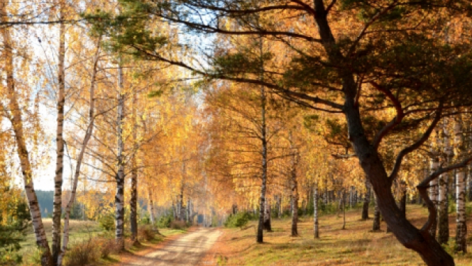 10.oktobrī biedrība "Dzīvības koks" aicina jēkabpiliešus uz nūjošanas nodarbībām