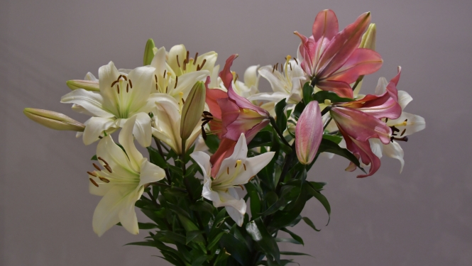 Ziedi- lilijas