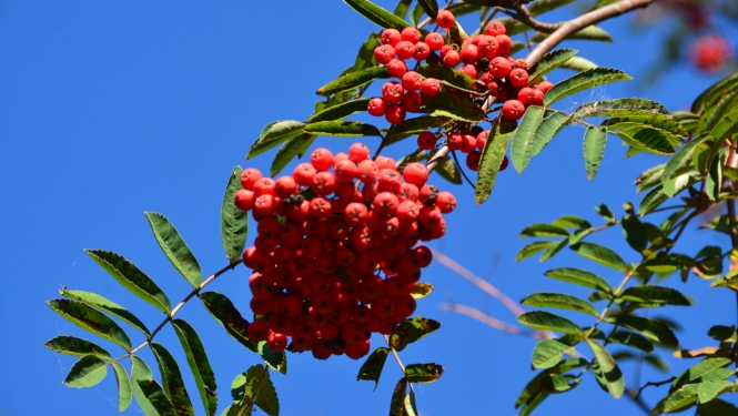 Dabas attēls- pīlādži