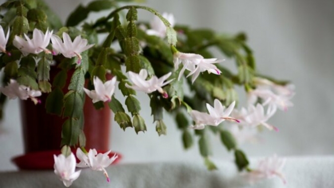 Aicinājums senioriem apmeklēt lekciju “Dzīvesspēka stiprināšana”