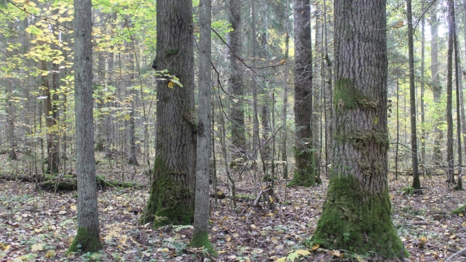 Dimantu mežs Kalna pagatsā