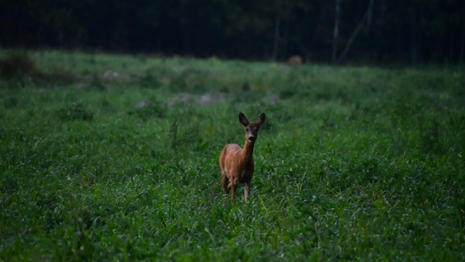 buciņš tālumā pļavā