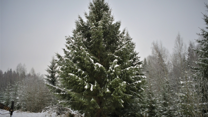 Izvēlēta pilsētas galvenā egle