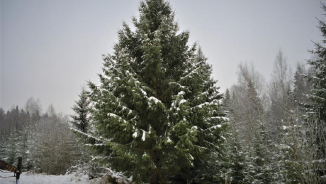 Izvēlēta pilsētas galvenā egle, kas rotās Vecpilsētas laukumu