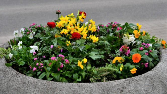 Jēkabpils dobes sāk rotāt pavasara puķes