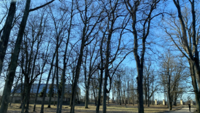 Uzsāk publisko apspriešanu par koku ciršanu pārbūves ietvaros Kruspils pils parkā
