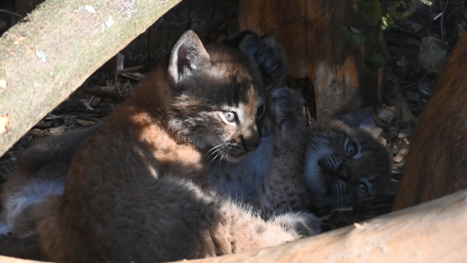 Lūsēni Demija un Rems Rīgas Zooloģiskajā dārzā