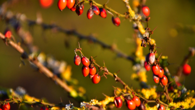 Jauno pensiju un pabalstu izmaksām ir pārejas periods