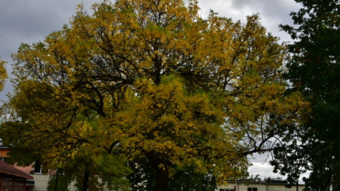 Pašvaldības darbinieki pasaules talkas dienā stādīs kokus