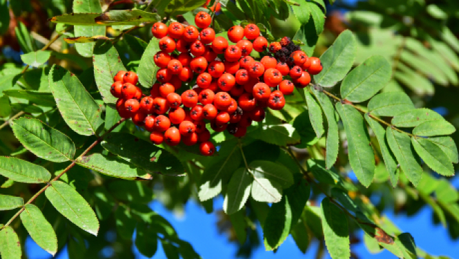 Pašvaldības nedēļas plāns 07.09.- 13.09.