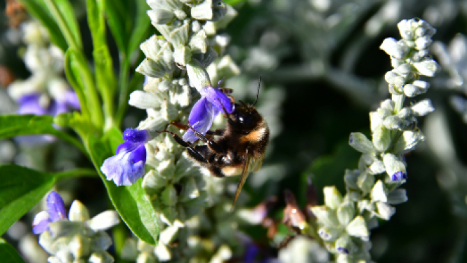 Zinību dienas svinīgie pasākumi 1.septembrī Jēkabpils izglītības iestādēs