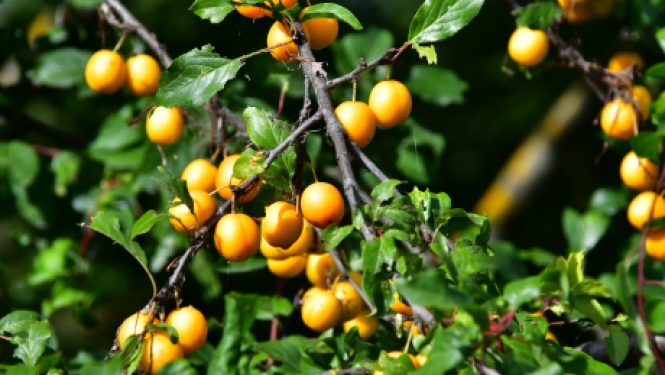 Aicina pieteikties dalībai Miķeļdienas gadatirgū