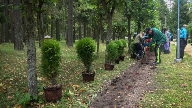 Tūju stādīšana Rubenes dabas parkā