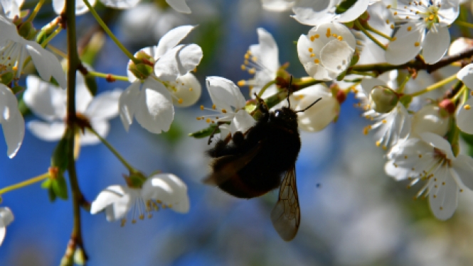 Apstiprina papildu atvieglojumus vakcinētām personām