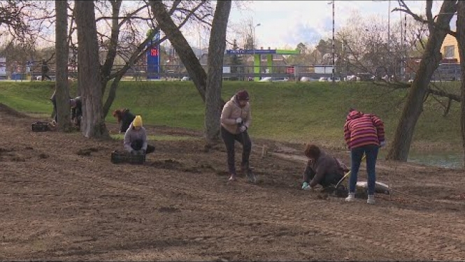 Jēkabpilī Lielās Talkas dienā labiekārto Kena parku