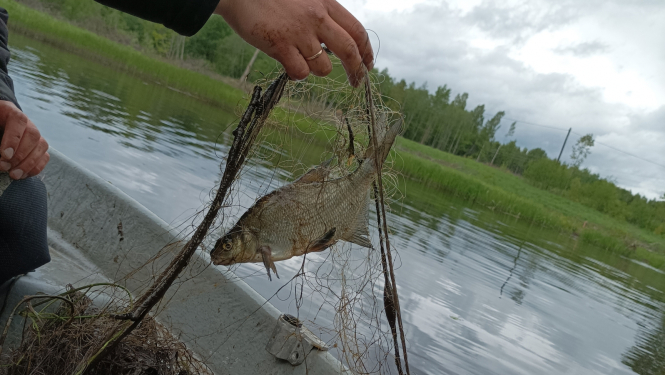 Nelegāli noķerta zivs