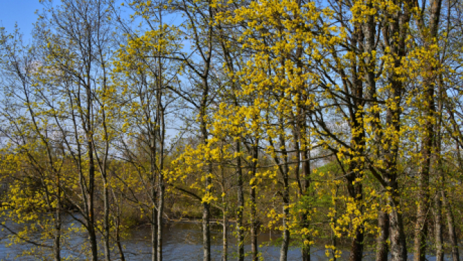 Izglītības iespējas personām ar invaliditāti un garīgā rakstura traucējumiem