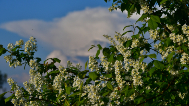 Tiesībsargs aicina uz diskusiju par jauno asistenta pakalpojuma modeli
