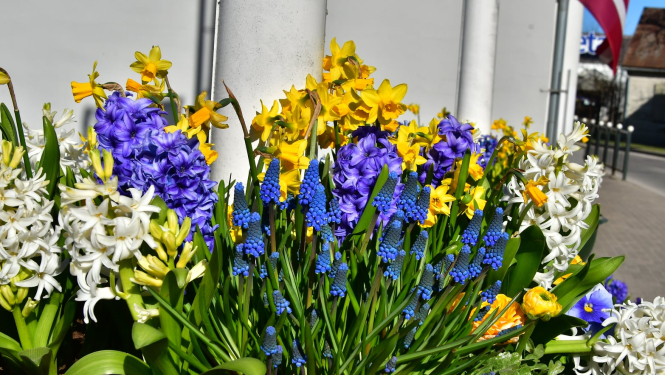 Ziedu kompozīcija Jēkabpils pilsētā