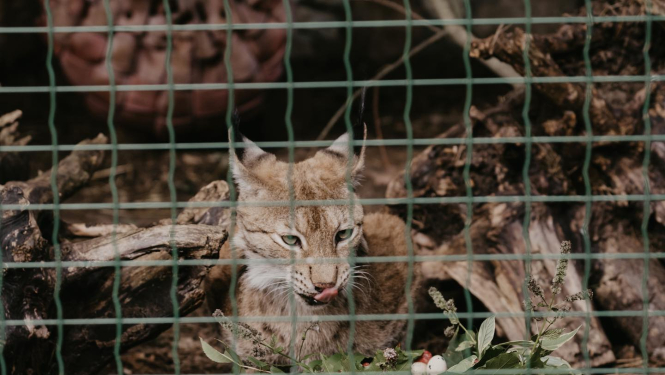 Lūši Rīgas Zoodārzā