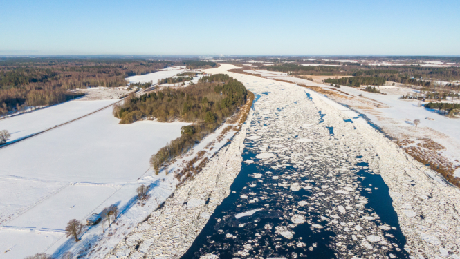 Vižņi krājas Daugavā, skats no drona