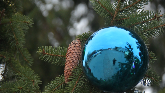 Čiekurs un egles zars