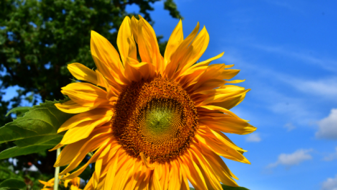 Tēva dienas pasākums