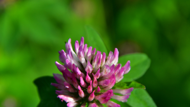 Autobusu parks iesniedz izvērtējumam projekta pieteikumu