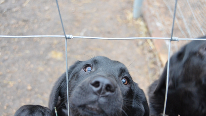 Jēkabpils dzīvnieku patversme