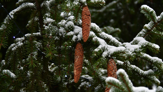 Egle čiekuri sniegs