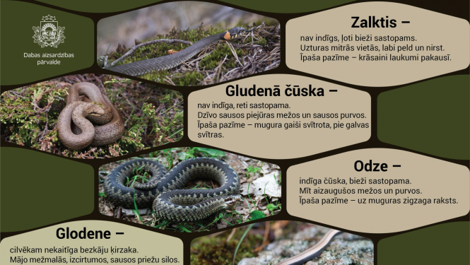 Čūsku foto attēli