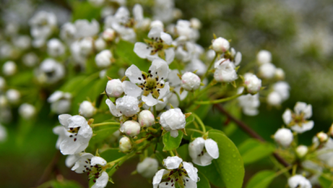 Informācija par kapusvētkiem Jēkabpils un Zasas Romas katoļu draudžu kapsētās