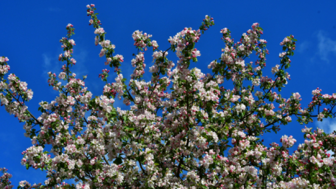 Informācija par mācībām pieaugušajiem 