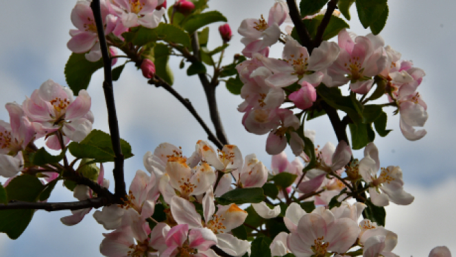 Jēkabpils pilsētas pašvaldības darba laiks svētkos
