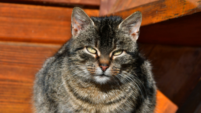 Atgādinājums par mājas dzīvnieku turēšanu un pašvaldības nodevām