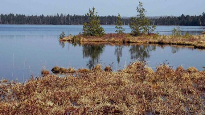 Lielais Pelečāres purvs - Dabas aizsardzības pārvaldes foto