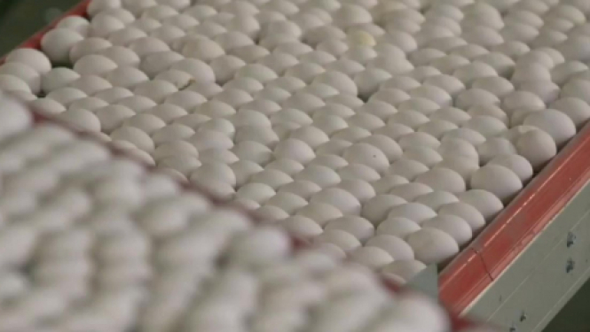 Paziņojums par SIA “GALLUSMAN” Olu un olu produktu ražotnes kompleksa izveides ietekmes uz vidi novērtējuma ziņojuma sabiedrisko apspriešanu