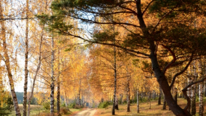 10.oktobrī biedrība "Dzīvības koks" aicina jēkabpiliešus uz nūjošanas nodarbībām