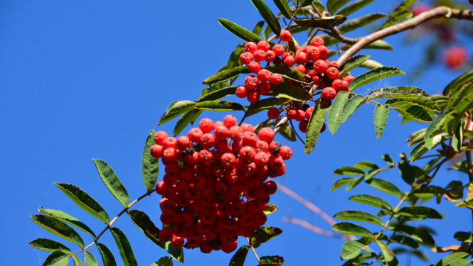 Dabas attēls- pīlādži