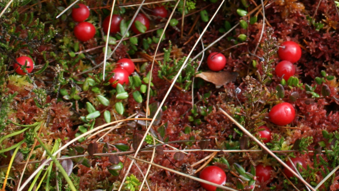 Dzērvenes. Foto: Dabas aizsardzības pārvalde