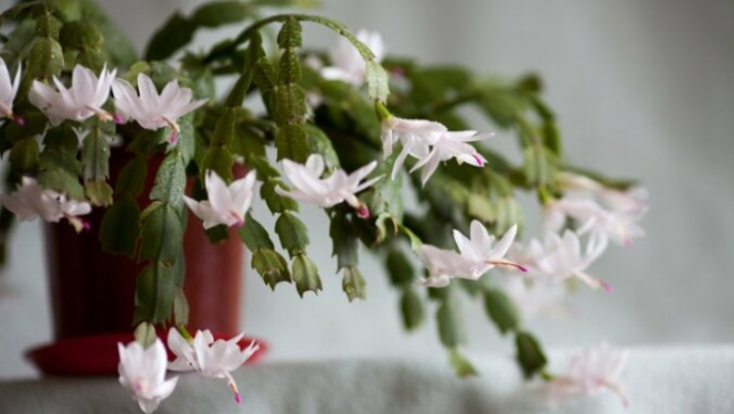 Aicinājums senioriem apmeklēt lekciju “Dzīvesspēka stiprināšana”