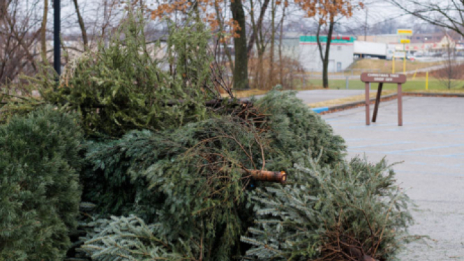 "Jēkabpils pakalpojumi" aicina atbrīvoties no Ziemassvētku eglītēm videi draudzīgi