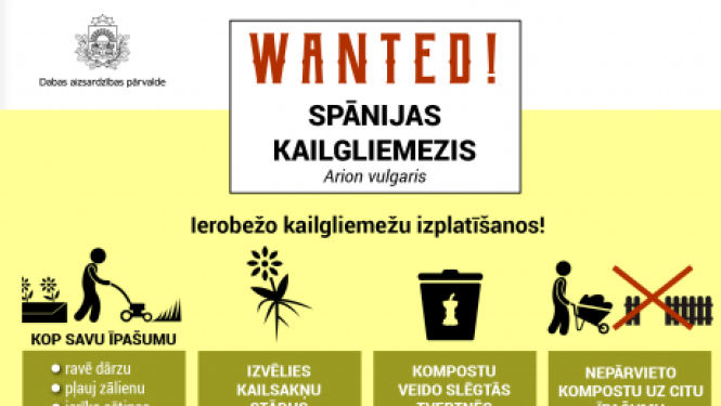 Latvijā strauji izplatās invazīvais Spānijas kailgliemezis