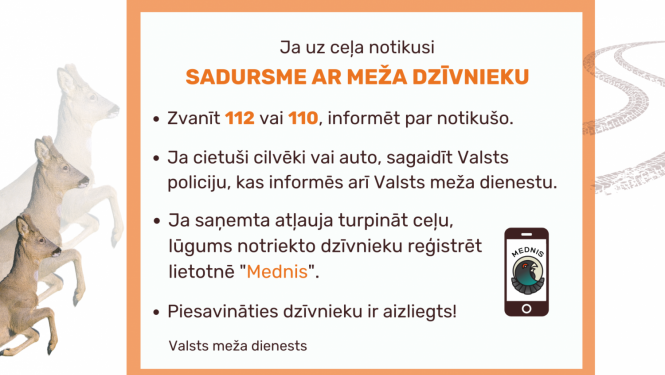 Informatīvais materiāls - ja uz ceļa notikusi sadursme ar meža dzīvnieku