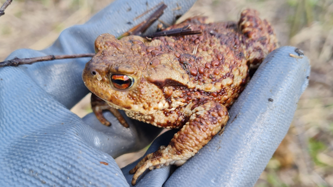 Izglābts-krupis-autore-R.Šuvcāne