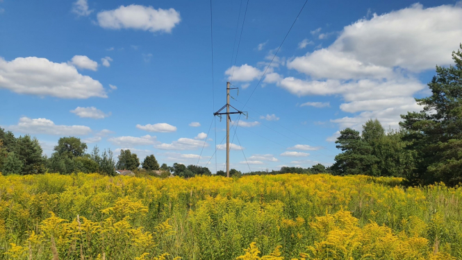 Kanādas zeltgalvite