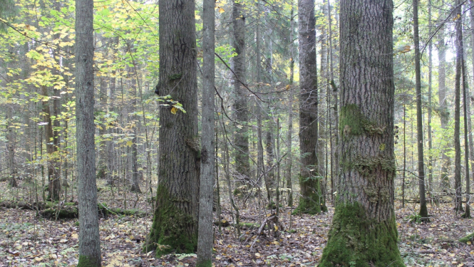 Dimantu mežs Kalna pagatsā