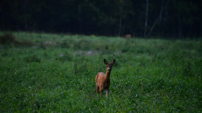 buciņš tālumā pļavā