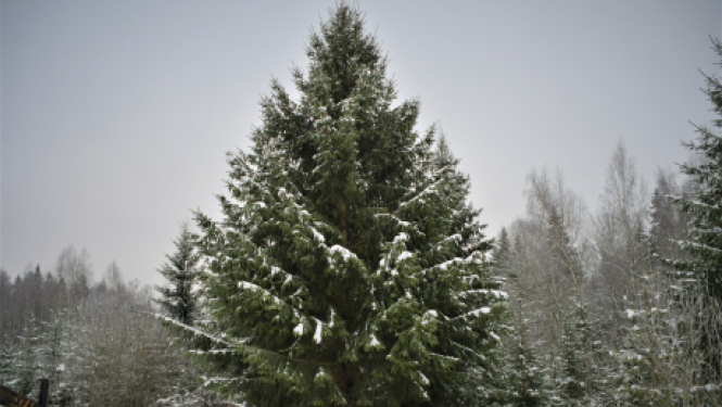 Izvēlēta pilsētas galvenā egle, kas rotās Vecpilsētas laukumu
