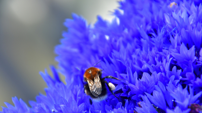 Jēkabpils novada pašvaldības darba laiks svētkos